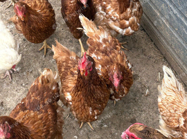 Laying hens