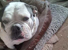 Old thyme english bulldog