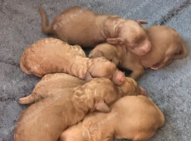 Cavapoos - Early Interest - New Litter