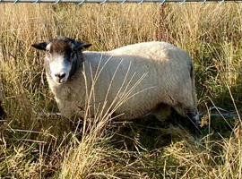 Herdwick x New Zealand Suffolk - proven ram.