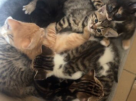 Mixed kittens