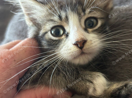 Domestic x Siberian kittys