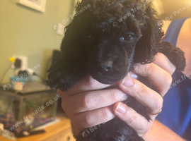 1 female black toy poodle