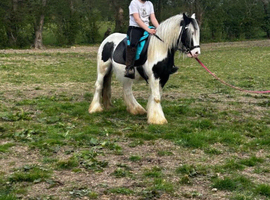 Storm traditional cob gelding