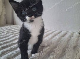Beautiful, healthy kittens looking for a loving home!
