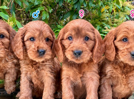 Cockapoo