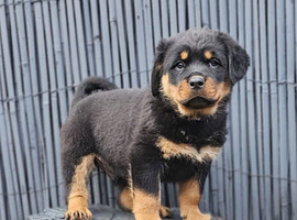 Top quality rottweiler puppies