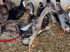 Lovely selection of drakes