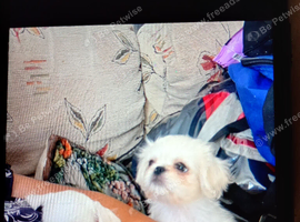 4 beautiful pugzu puppies