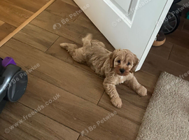 F1b Cockapoo