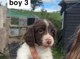 english springer spaniel puppies for sale