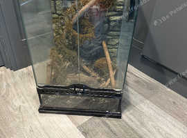 Exo Terror Glass Enclosure.