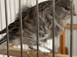 Dutch frill canary
