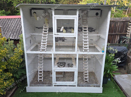 3 cocktail birds and cage