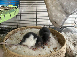 male rats for sale