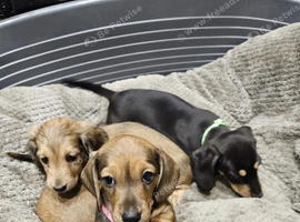 ADORABLE MINIATURE DACHSHUND PUPPIES
