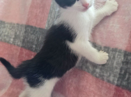 2 Beautiful Female Kittens &ndash; Ready Now, Vet Checked & Litter Trained &pound;150 Each