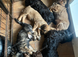 Puppies for sale