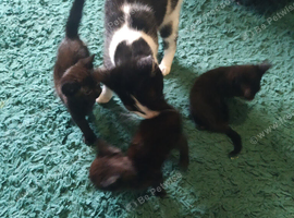 3 kittens available to rehome