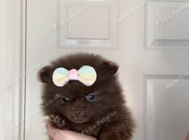 KC registered Pretty Pom Puppies READY TO LEAVE