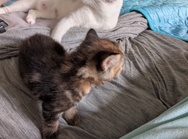 Bengal x kitten