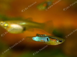 Japan Blue Endler Guppies &ndash; Males, Females & Fry Available &ndash; Collection Only
