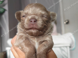 Chihuahua puppies
