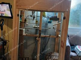 4 beautiful canaries in indoor avery
