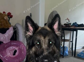 german shepherd