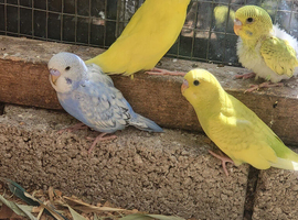 Budgie