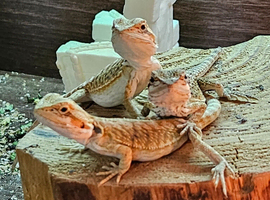 Baby bearded dragon ( Rescue ) Cheshire