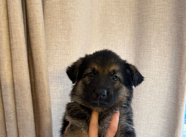 GSD PUPPIES