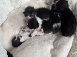 Kittens