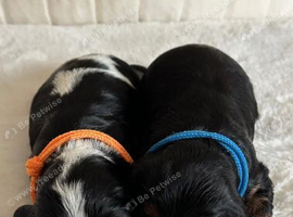 Beautiful Cavalier King Charles Spaniel Puppies Raised With Love