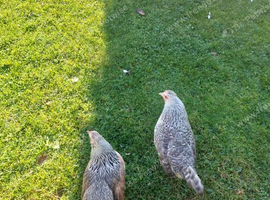 2 bantam light sussex x cream legbar