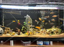 Variety or cichlids