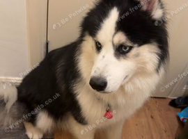 Siberian husky for sell