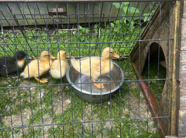 Call Ducklings