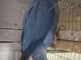 Turquoise male ringneck