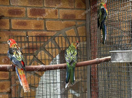 Gorgeous young Rosellas