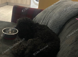 ️ Beautiful 5-Year-Old Miniature Poodle Looking for Her Forever Home ️