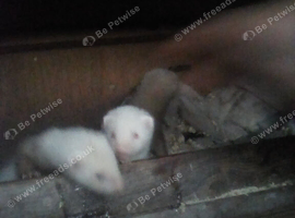 Young ferrets for sale