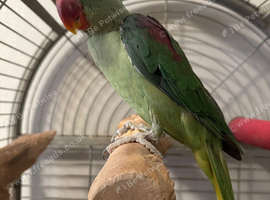 6 years old  Alexander parrot