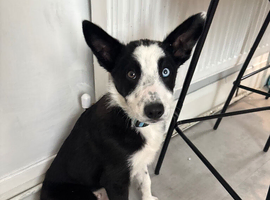 Border collie puppy
