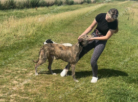 Deerhound cross ball greyhound?