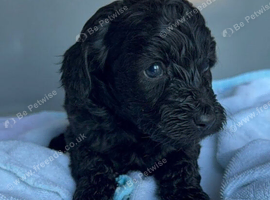 Beautiful Cockapoo Girl Looking for Her Forever Home