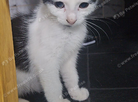 Kittens ready to leave for sale (3)
