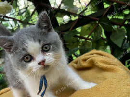 Olny 2 boys left Ready now british shorthair