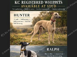 Kc proven whippets