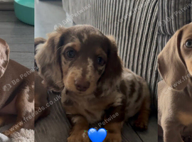 KC registered miniature dachshunds 1 Long 2 short hair
